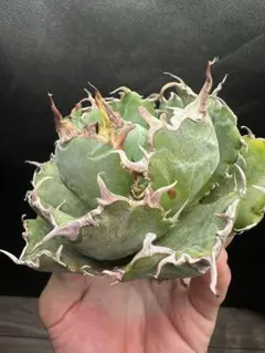 apolo様 リクエスト 5点 まとめ商品