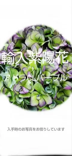 輸入アジサイエルブタル大苗お得セール 輸入アジサイエルブタル大苗お得セール