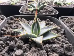 2026年最新】エボリスピナ の人気アイテム - メルカリ