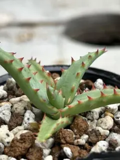 2025年最新】aloe hybridの人気アイテム - メルカリ