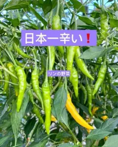 ☀激辛青唐辛子 2kg サンクス限定販売品 ☀激辛青唐辛子 2kg サンクス限定販売品 ☀激辛青唐辛子 2kg サンクス限定