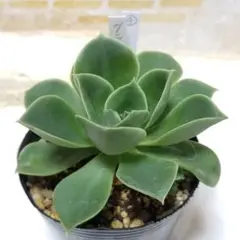 【ご確認用】グラウス ④ 抜き苗 多肉植物