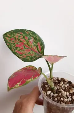 アグラオネマ ピンクのサムネイル