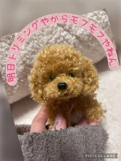 モールアート　犬　トイプードル　ミニチュアドールハウス 濃いめのアプリコット