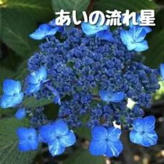 2025年最新】ヤマアジサイ 苗の人気アイテム - メルカリ
