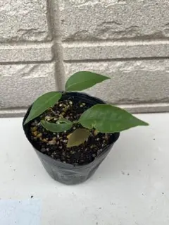 どんぐりの苗木のサムネイル