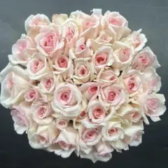 〜飾る香水〜強香品種プリティカレン【生花・切り花】　30cm 40本のサムネイル