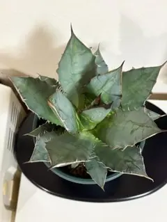 アガベ 台湾チタノタ　観葉植物 多肉植物