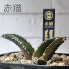 シュウ4u様 リクエスト 3点 まとめ商品