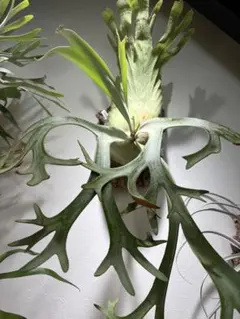 ビカクシダ P.willinckii Anapat#9 【初出し】 - メルカリ
