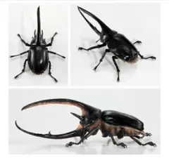 カブトムシ カプセルトイ