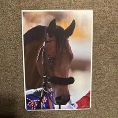 サラブレッドコレクション gigo