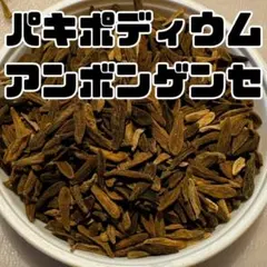 種10粒 パキポディウム・アンボンゲンセ a - メルカリ