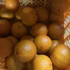 たんかん　お試し用