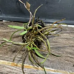 へのかっぱ様 リクエスト 2点 まとめ商品