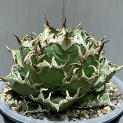 2025年最新】白鯨 子株の人気アイテム - メルカリ