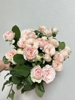 切花品種∥和バラ 苗 - メルカリ
