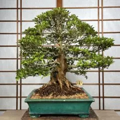 紫木蓮 [斜幹模様木] 大品盆栽 - メルカリ