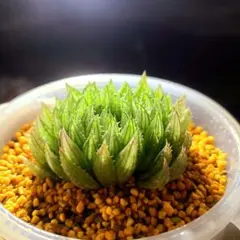 多肉植物　ハオルチア　　ジェリーフィッシュ　645のサムネイル