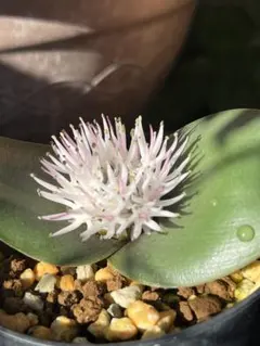 リトルダディ様 リクエスト 4点 まとめ商品