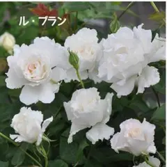 みーこ様 リクエスト 2点 まとめ商品