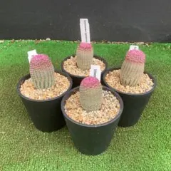 レア サボテン エキノケレウス 鬼見城 5号菊鉢 群生 - メルカリ