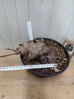 Q005 激レア貴重種！超大株！ヒドノフィツム アルファク 現地球6/13