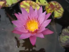 熱帯スイレン ミロク 発芽バルブ No. 10 ／ 熱帯睡蓮 複数割引有
