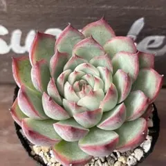 aピンククリスタル 抜き苗 エケベリア 多肉植物