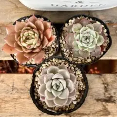 多肉植物 抜き苗 3種 ⑤