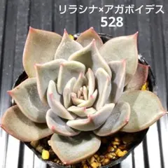 リラシナ×アガボイデス 528 エケベリア 多肉植物 抜き苗