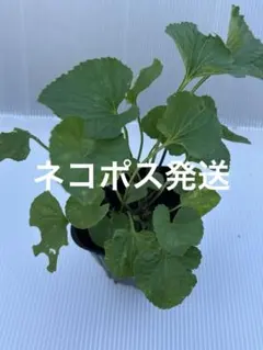 アツモリソウ苗 (岩手北部産) - メルカリ