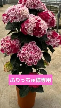 ☆塩原花園☆新品種☆ザクロ 超レア☆4.5号鉢☆4月末〜発送☆ - メルカリ