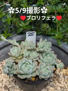51♥プロリフェラ♥ 根あり 抜き苗 多肉植物 - メルカリ