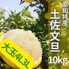 2025年最新】土佐文旦 4lの人気アイテム - メルカリ