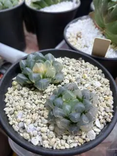 多肉植物　ハオルチア　氷灯オブツーサ錦　2本のサムネイル