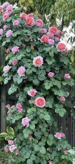 Yoine様 リクエスト 2点 まとめ商品