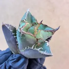 2026年最新】アガベ星空の人気アイテム - メルカリ