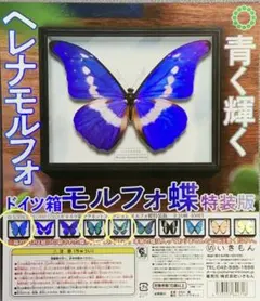 2026年最新】モルフォ蝶 アンティークの人気アイテム - メルカリ