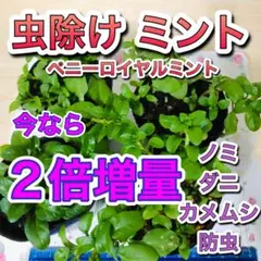 ★２倍増量中　ペニーロイヤルミント グランドカバー 防虫 カメムシ ハーブのサムネイル