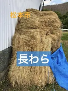 180～200サイズ 自然農法 無農薬 無肥料 乾燥 納豆 敷き藁 稲藁 稲わら 180～200サイズ 自然農法 無農薬 無肥料 乾燥 納豆 敷き藁 稲藁 稲わら