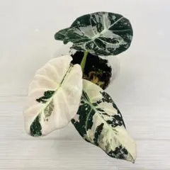 新品未使用】Baccarat バカラ アクアレーユ 一輪挿し パープル 希少