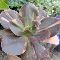 アフターグロー アフターグロウ 薄葉 大型 エケベリア 多肉植物 - メルカリ