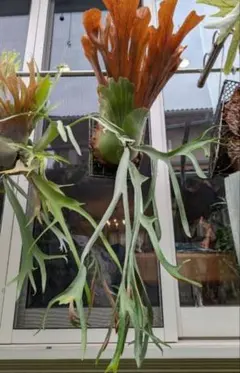 P. willinckii '月光' (月光爪哇) spore 成長点4つ!! - メルカリ