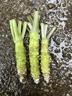 訳あり品　生わさび　合計200g 農家直送　 伊豆産　 野菜のサムネイル