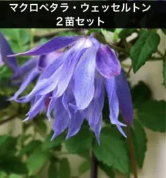 2026年最新】クレマチス ウェッセルトンの人気アイテム - メルカリ