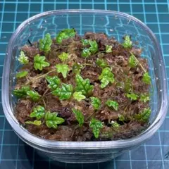 ビカクシダ P. willinckii 