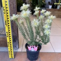 2026年最新】フィリカ プベッセンスの人気アイテム - メルカリ