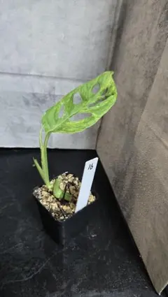 2025年最新】モンステラ 茎の人気アイテム - メルカリ
