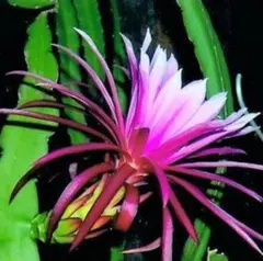 9z様 リクエスト 4点 まとめ商品